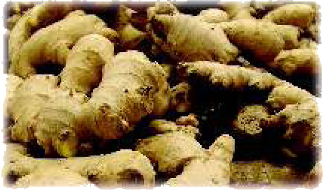 Ginger Processing Plant